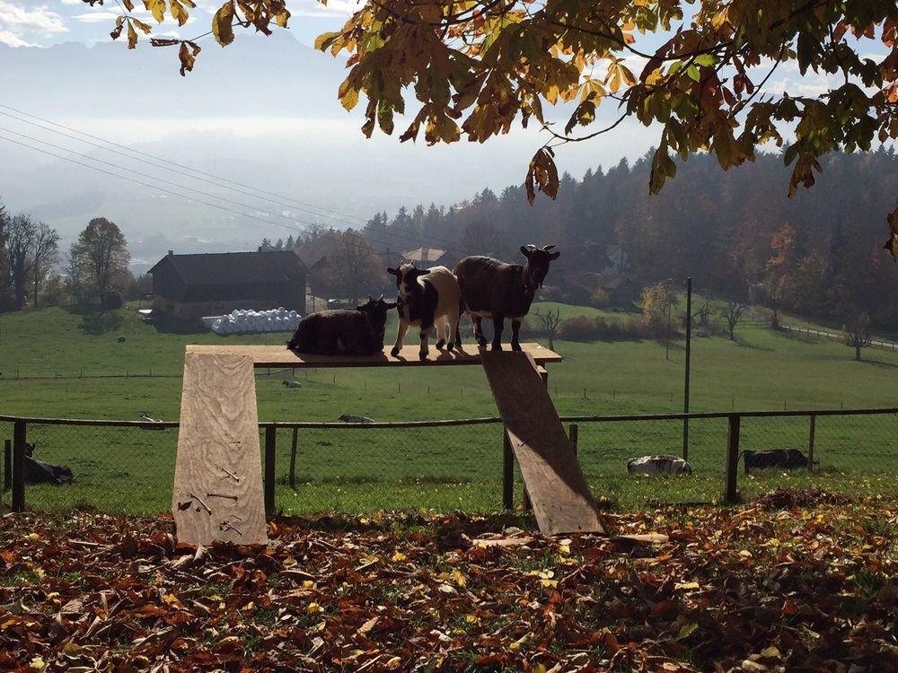 Landgasthof Santisblick Hotell Abtwil Exteriör bild